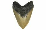 Fossil Megalodon Tooth - Huge NC Meg #298794-1